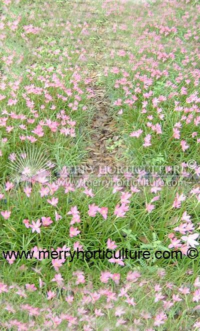 Zephyranthes rosea